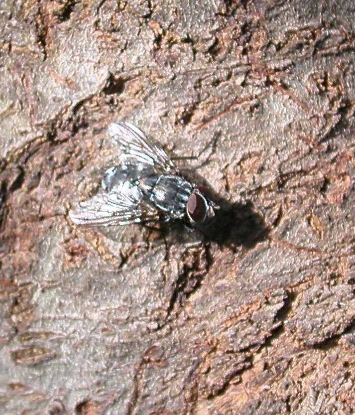 Muscina prolapsa (Muscidae)